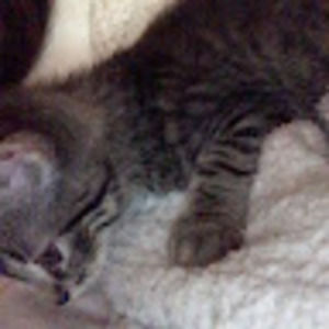 Meet your Posher, Sam